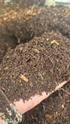 Living compost 30 ltr Unsieved