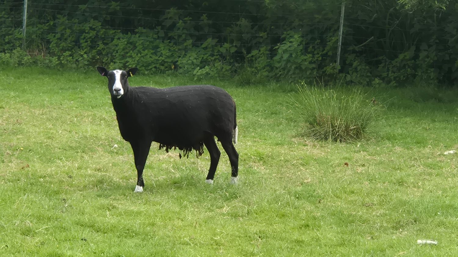 Raw Sheep's Fleece for your garden