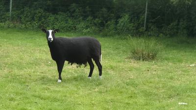 Raw Sheep's Fleece for your garden