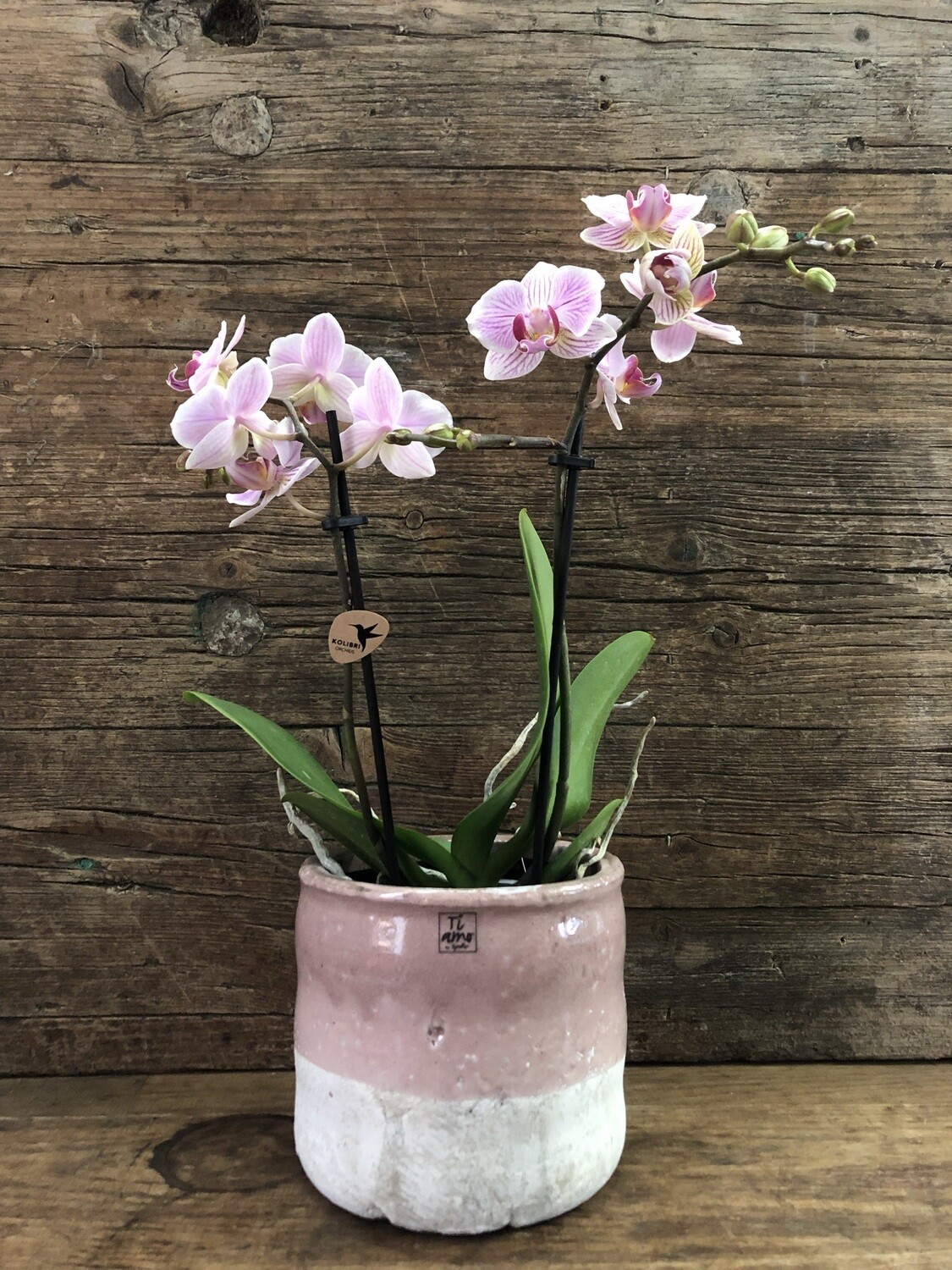 Orchidee rosa inkl. Topf