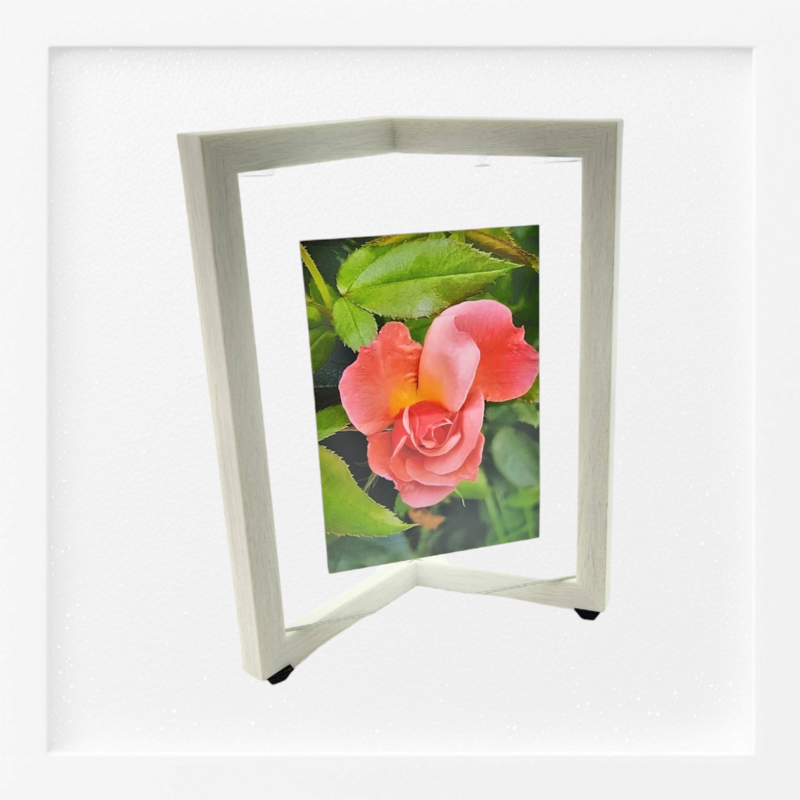 Vibrant Rose Bloom
