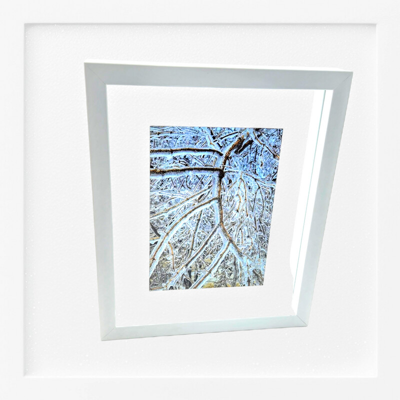 Curving Winter Branches on Ice