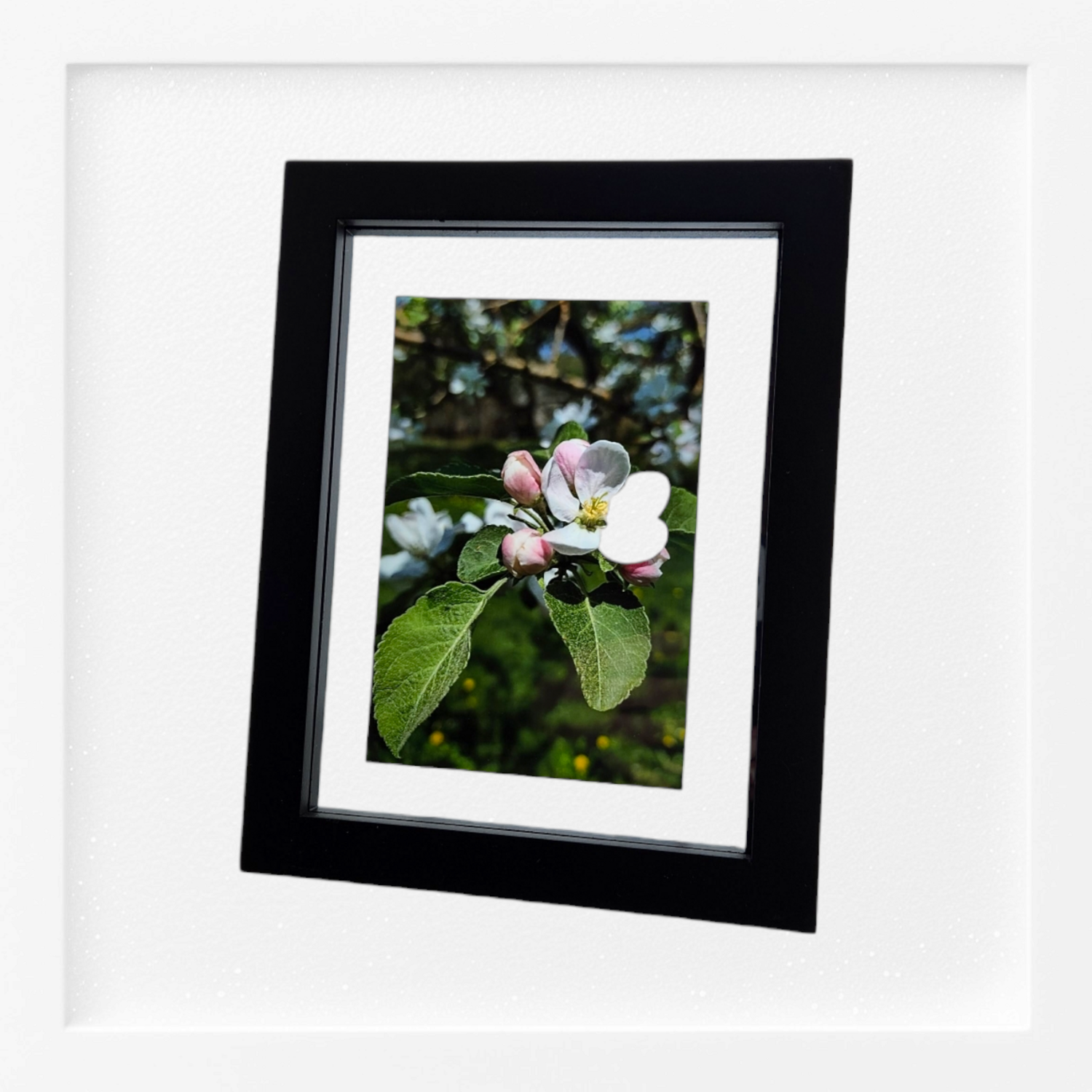 Dwarf Apple Blossom
