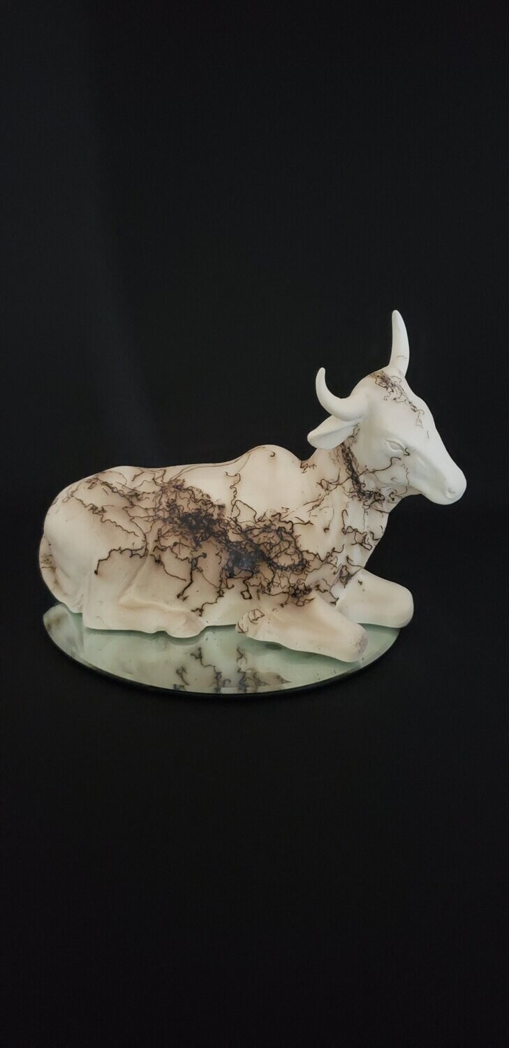 Large Steer