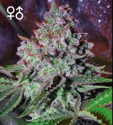 Greenpoint - Cookie Crunch (Reg)