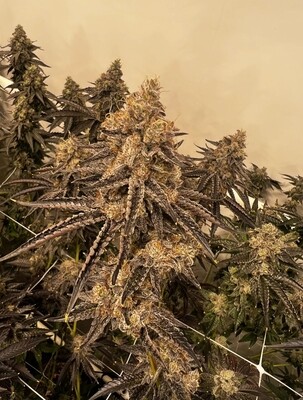 Exotic - Drip Station (Fem)
