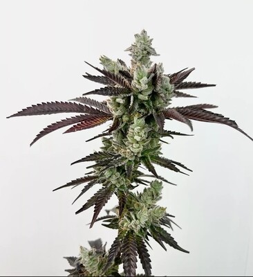 Exotic - Next Level (Fem)