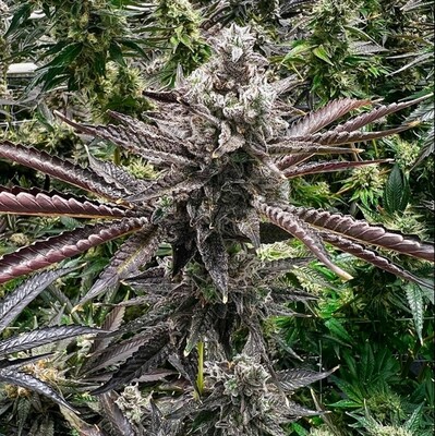 Exotic - Cherry Cosmo (6 Fem) - SEALED BREEDER PACK Exotic - Cherry Cosmo (6 Fem) - SEALED BREEDER PACK