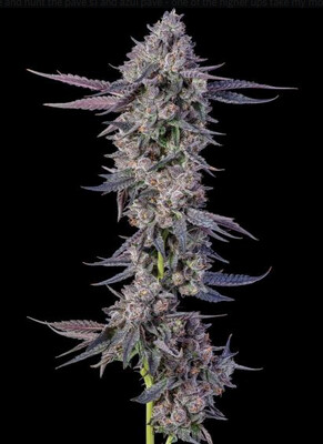 Compound - Pavé Runtz (White Runtz x Pavé) (Fem) Compound - Pavé Runtz (White Runtz x Pavé) (Fem)