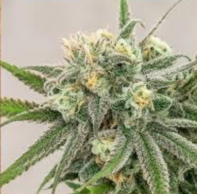 Elev8 - Snoop's Applefrizzle (Fem) Elev8 - Snoop's Applefrizzle (Fem)