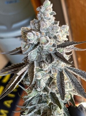 Compound - Facade (Eye Candy x Apples & Bananas) (Fem)