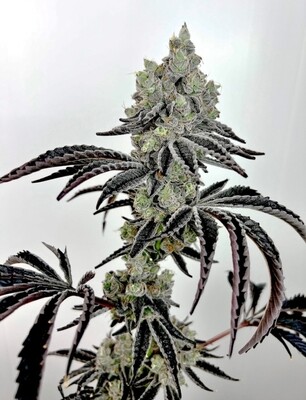 Exotic - Lazer Fuel (Fem)