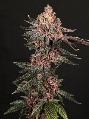 Relentless - NOLA Monsoon (Fem)