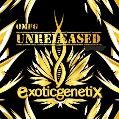 Exotic - Top Notch (Fem)