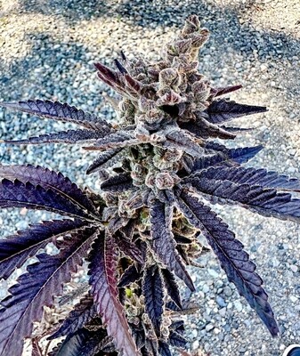 Exotic - Cosmopolis (Fem Photo)