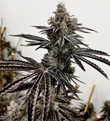 Exotic - Lusty Lady (Fem)