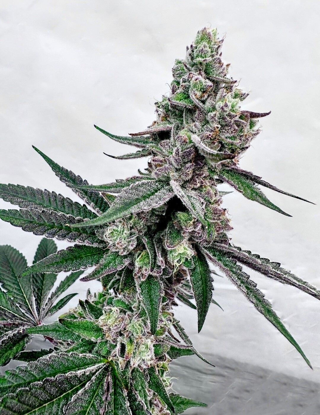 Exotic - Twisted Terpz (Fem Photo)