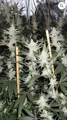 Bob Bitchen's - Meltdown S1 (Chernobyl x Honeybee) (Fem) - RESTOCK!