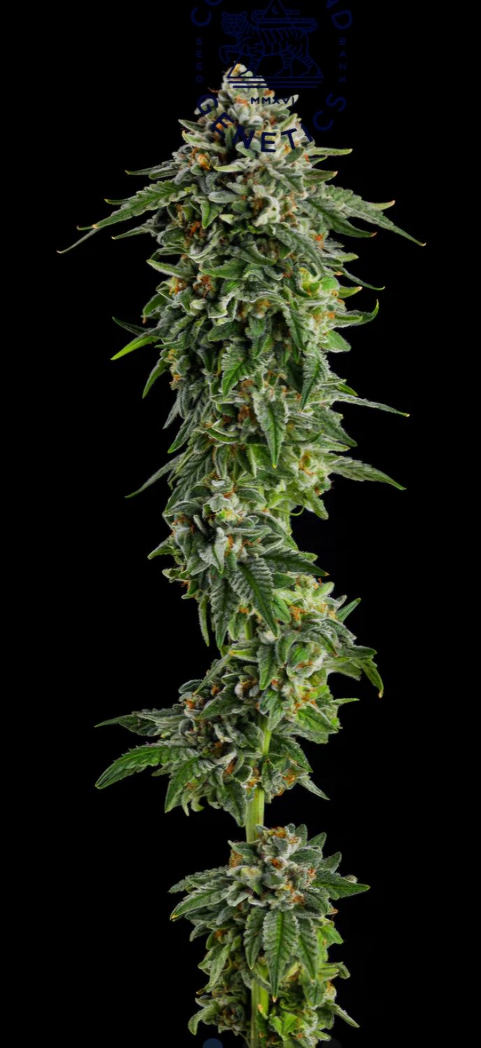 Compound - Marshmallow OG x The Menthol (Fem)