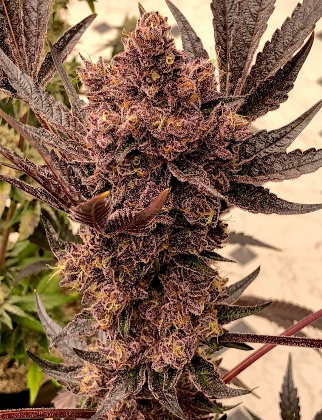 Relentless - Colorado Nightshifter V2 (Fem) - SEALED BREEDER PACK