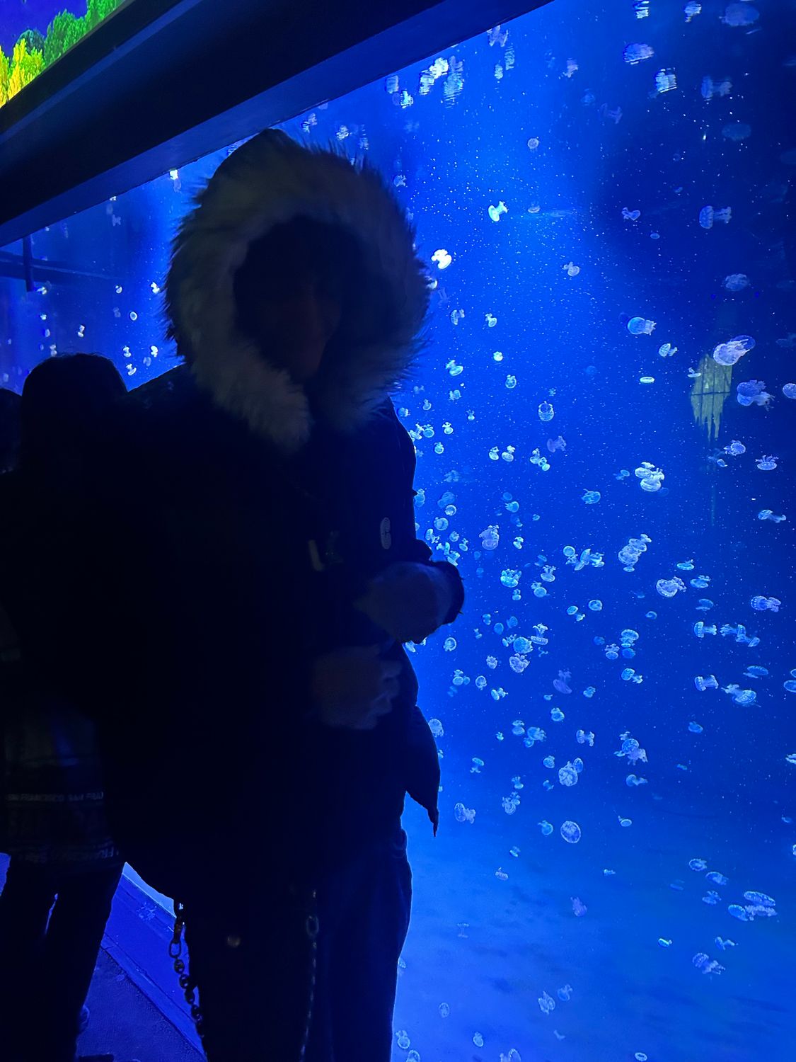 Études Furr Hoodie