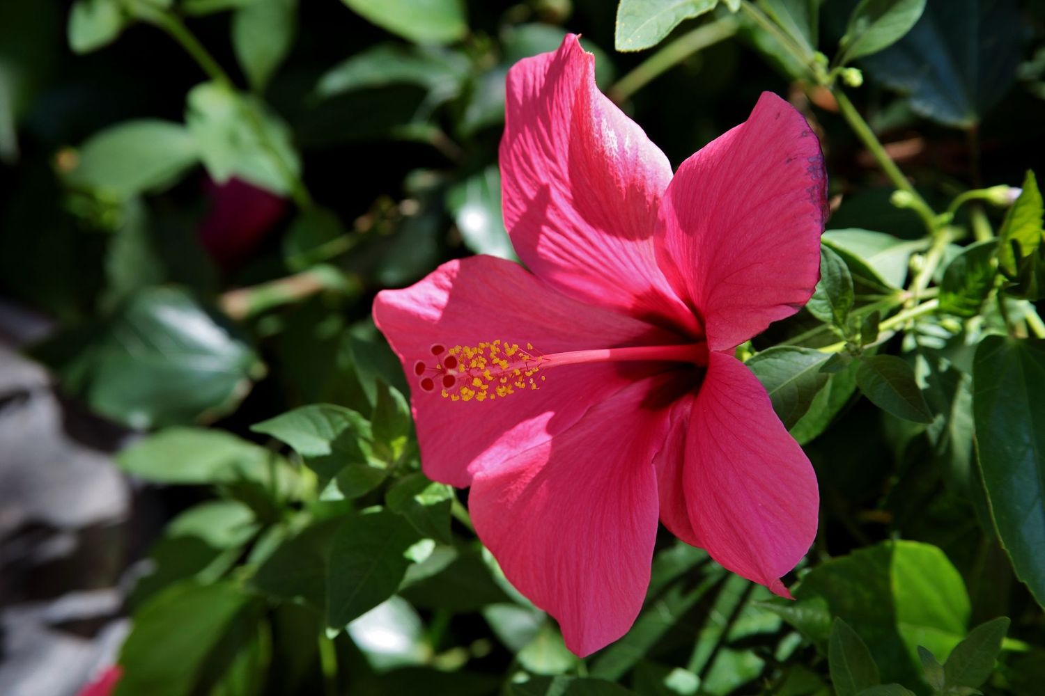 Hibiskusblüten Gelee Hibiskusblüten Gelee