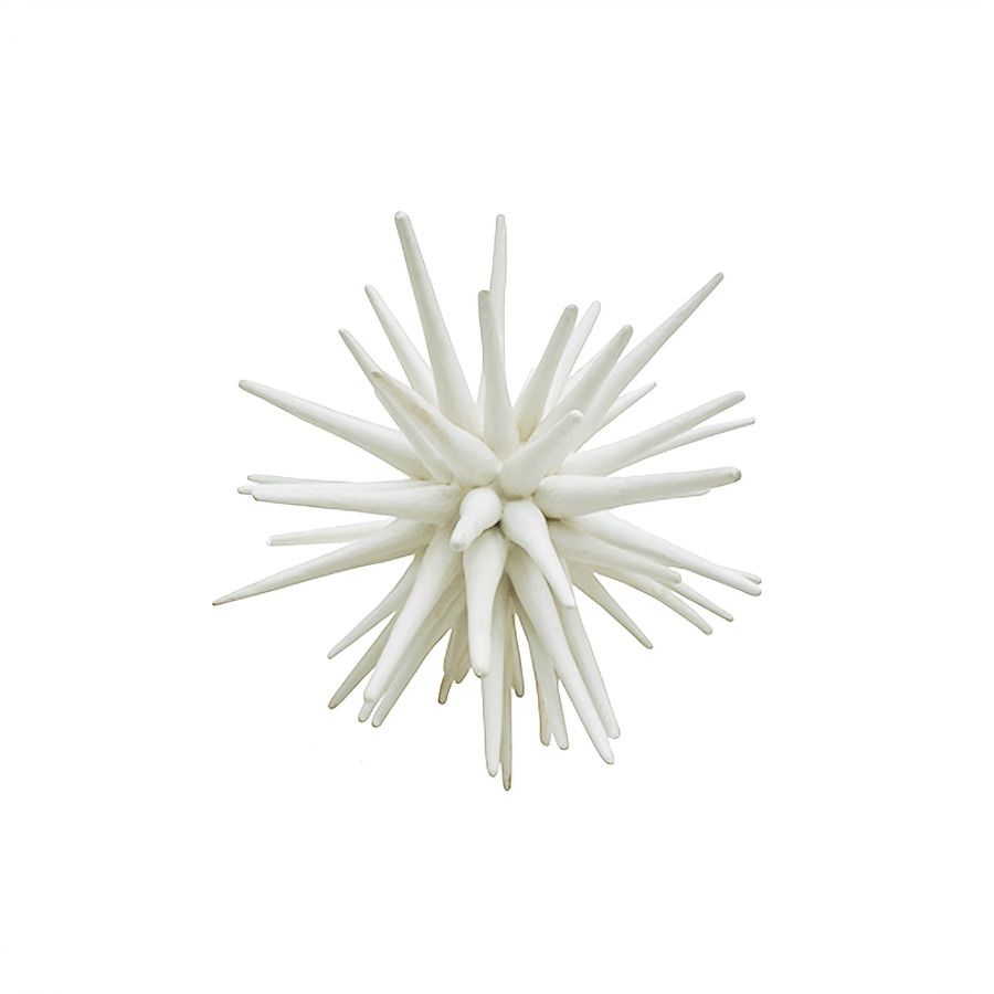Sea Urchin