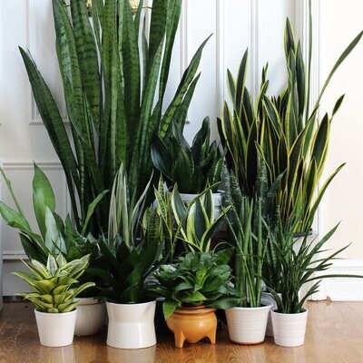 PLANTAS ARTIFICIALES