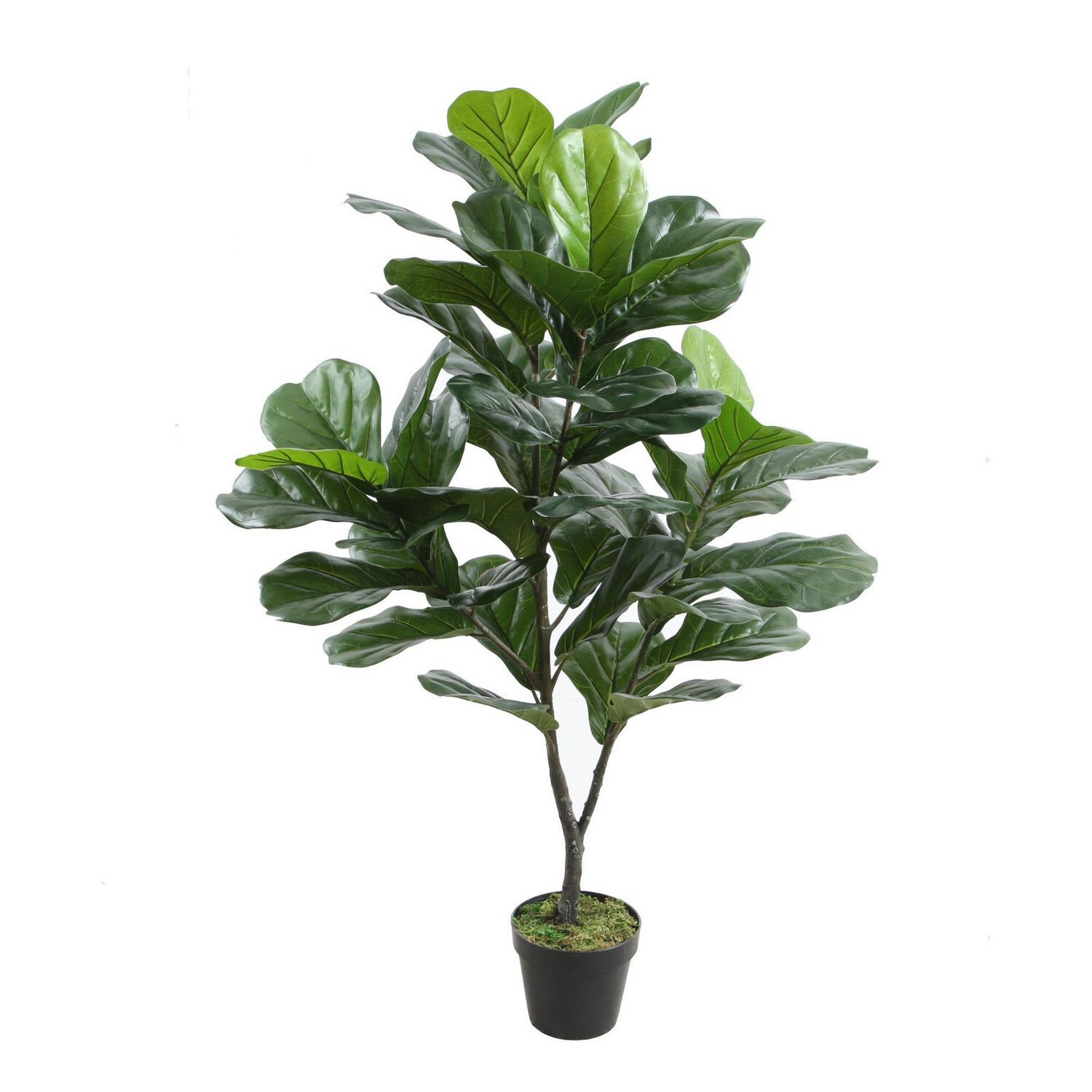 Ficus Lirata