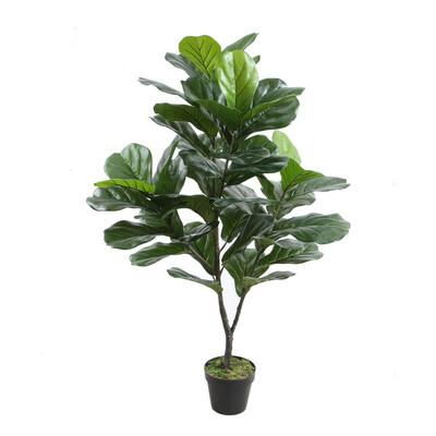 Ficus Lirata