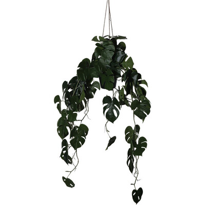 Monstera con opción colgante
