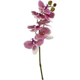 Orquídea en tallo (1 tallo)