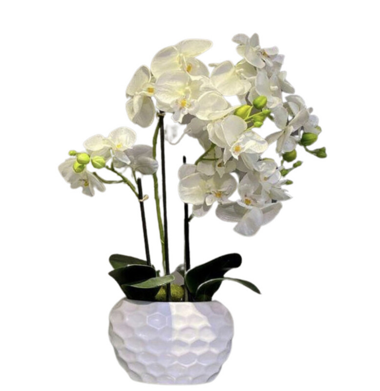 Orquídea Blanca con pote blanco