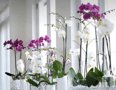 Flores 