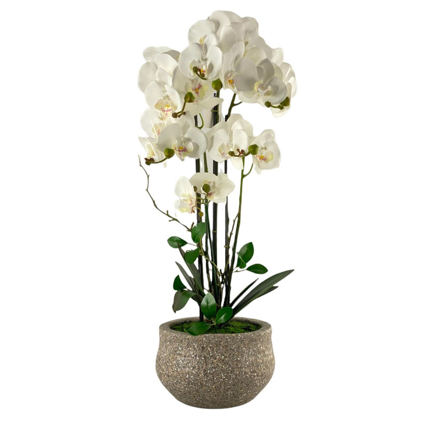 Orquídea blanca con pote gris