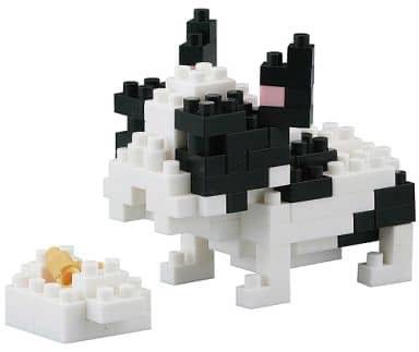 French Bulldog Pied
