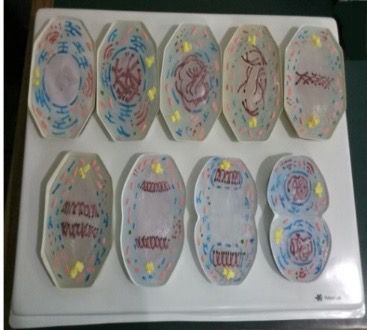 Mitosis