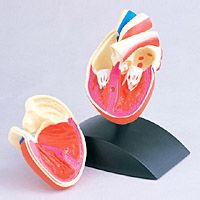 Mini Heart Model
