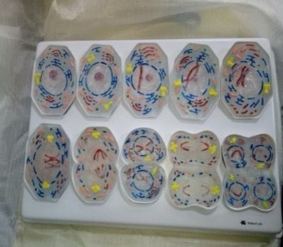 Meiosis