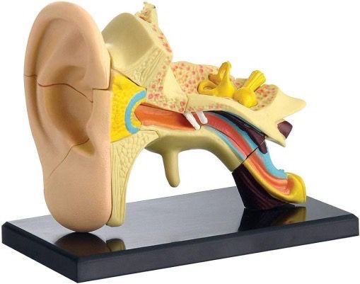 Ear Anatomy Model 14pcs