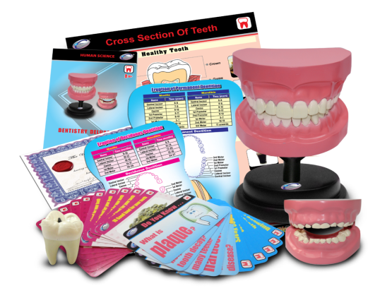 Dentistry Deluxe Set