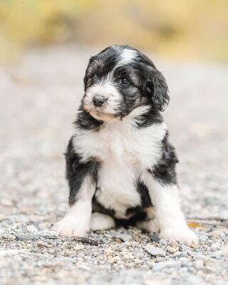 Medium Tri Traditional Sheepadoodle Girl