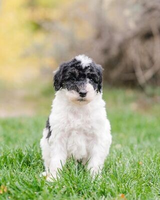 Medium Black and White Parti Sheepadoodle