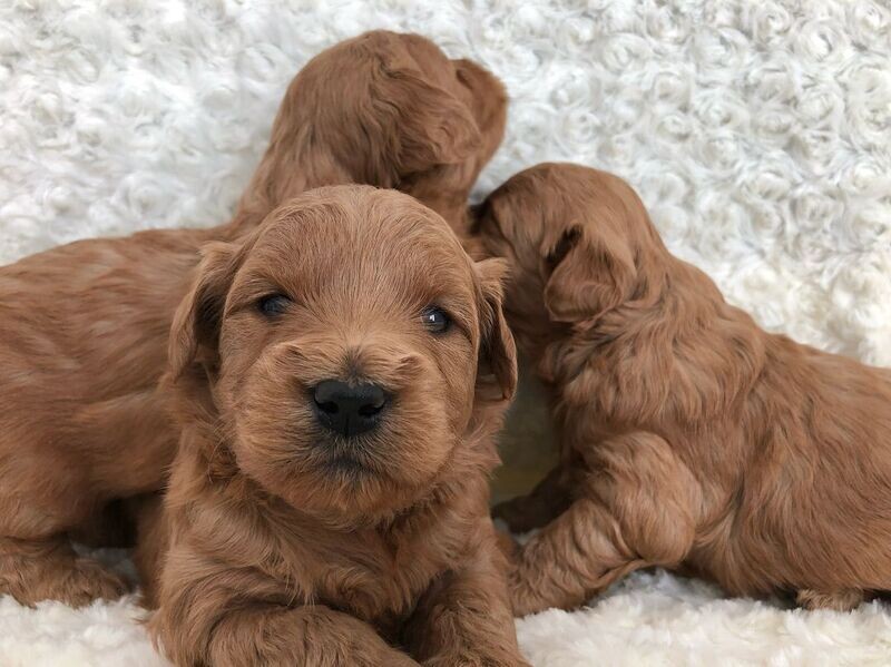 Mini Goldendoodles