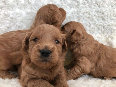 Mini Goldendoodles