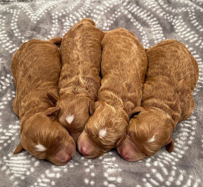 Standard Abstract Intense Red Goldendoodles - DEPOSIT