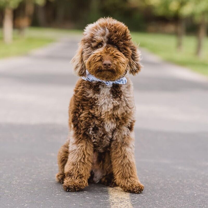 Benny