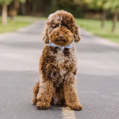 Benny