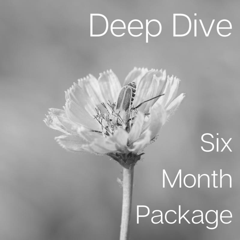 Six Month Deep Dive Support Package Six Month Deep Dive Support Package