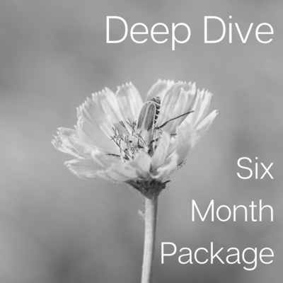 Six Month Deep Dive Support Package